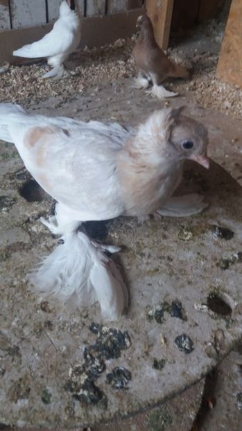 Inca un galben cu dungi. - Pui JDB 2017