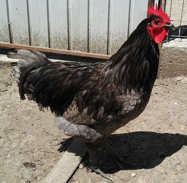  - Jersey Giant albastru si negru