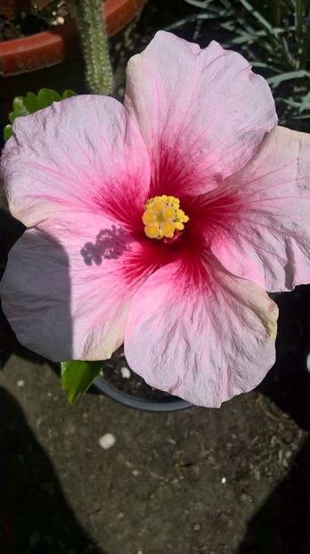 pink dream - hibiscus