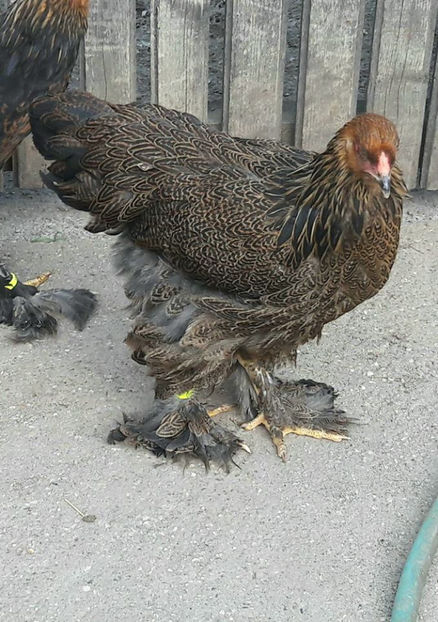  - a__Pui si tineret brahma 2017