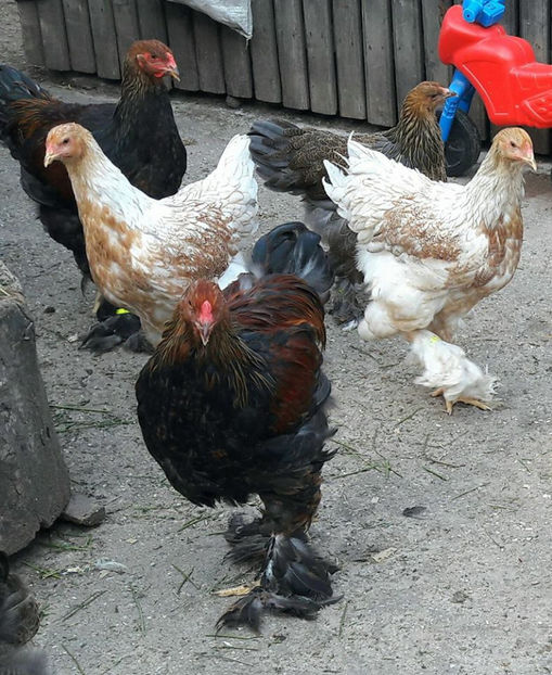  - a__Pui si tineret brahma 2017