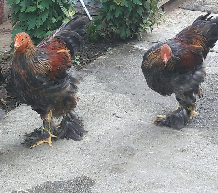  - a__Pui si tineret brahma 2017