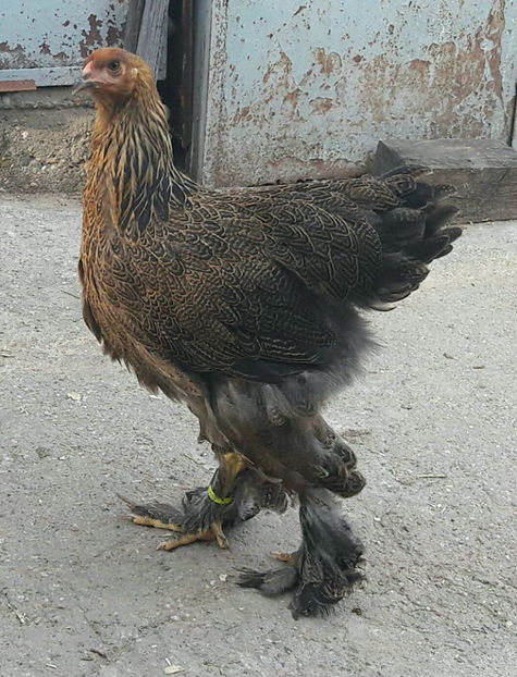  - a__Pui si tineret brahma 2017