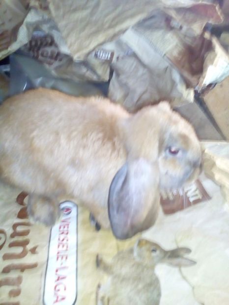  - De vânzare iulie 2017