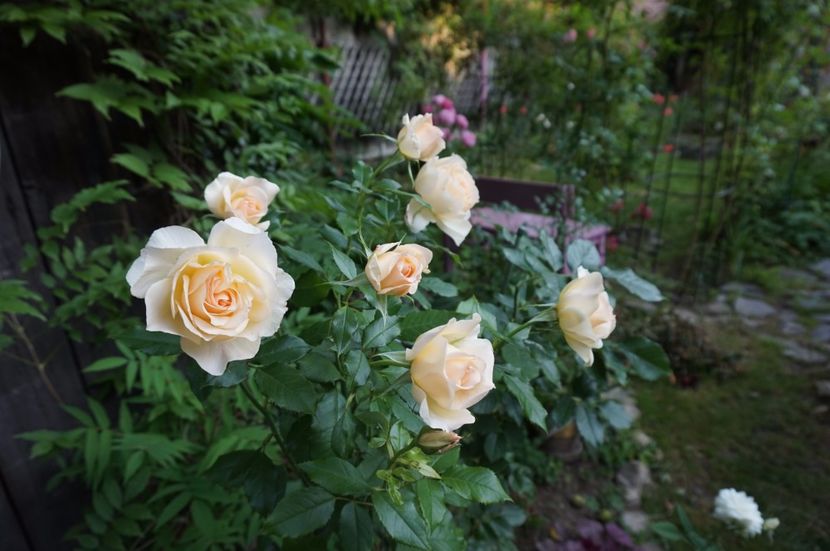 Chandos Beauty - 0 Top 10 trandafiri th