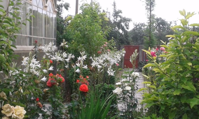  - A Flori in curte 2017