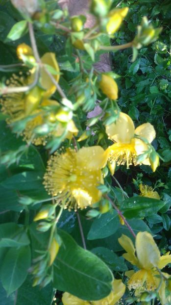 - Gradina flori 2017