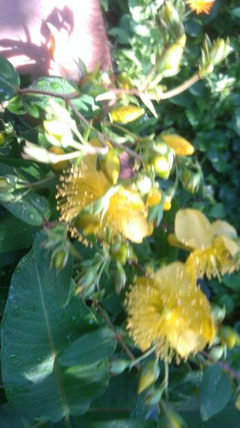  - Gradina flori 2017