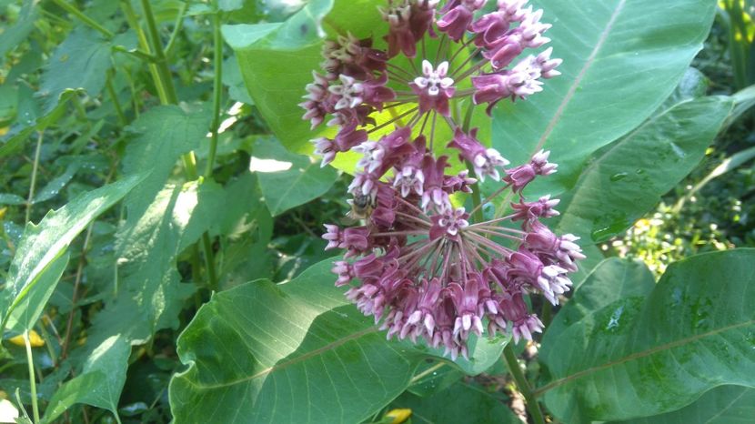 ascelpias syriaca - Gradina flori 2017
