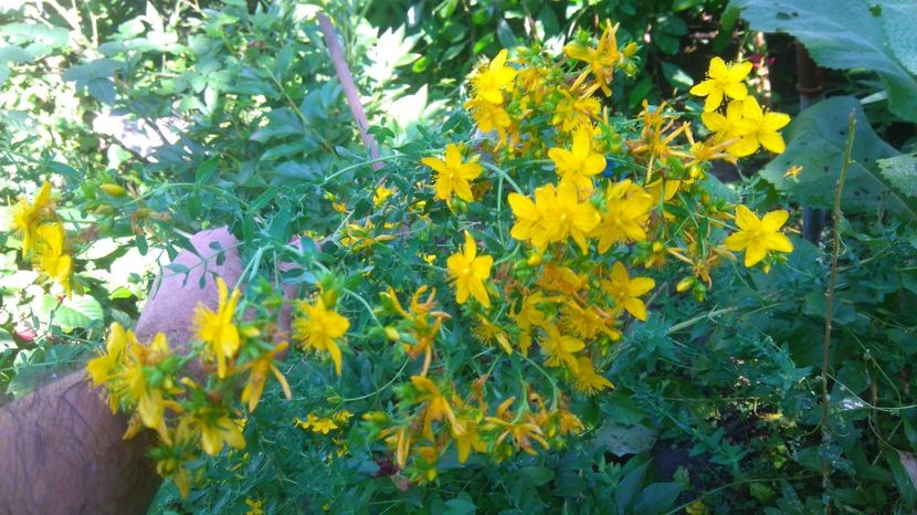 sunatoare - Gradina flori 2017