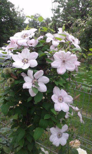  - A Flori in curte 2017