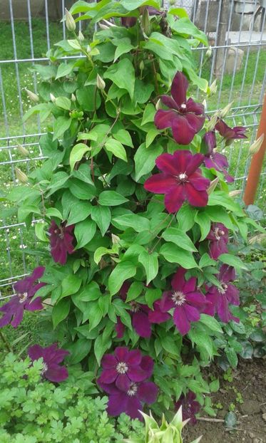  - A Flori in curte 2017