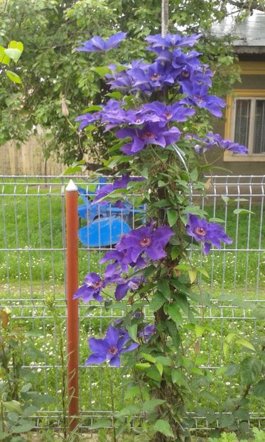  - A Flori in curte 2017