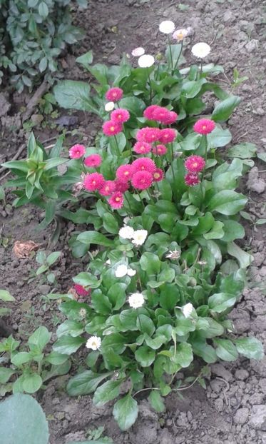  - A Flori in curte 2017