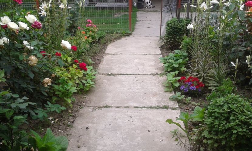  - A Flori in curte 2017