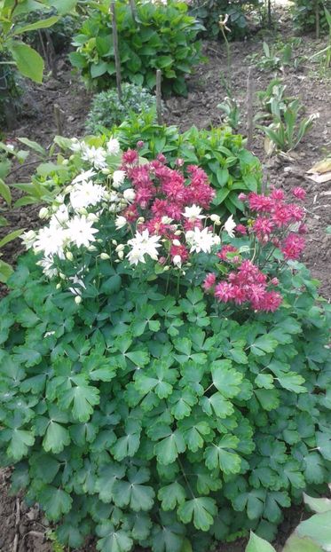  - A Flori in curte 2017