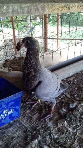 pui perechea 1 - Germani 2015-2023