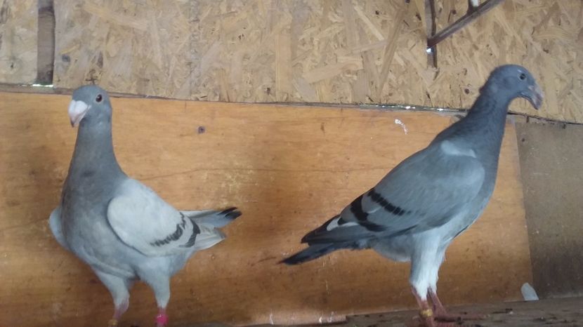  - Pui voiajori germani 2017