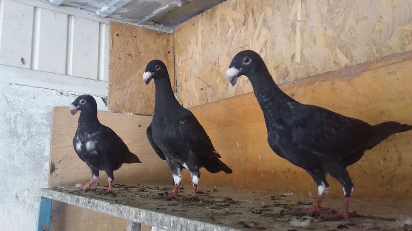  - Pui voiajori germani 2017