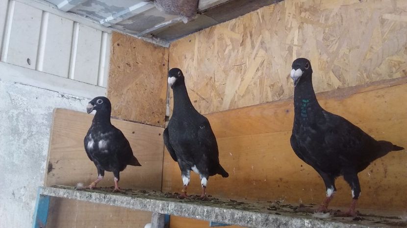  - Pui voiajori germani 2017