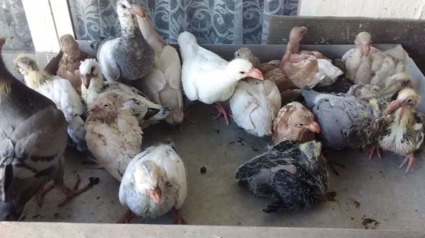  - Pui voiajori germani 2017