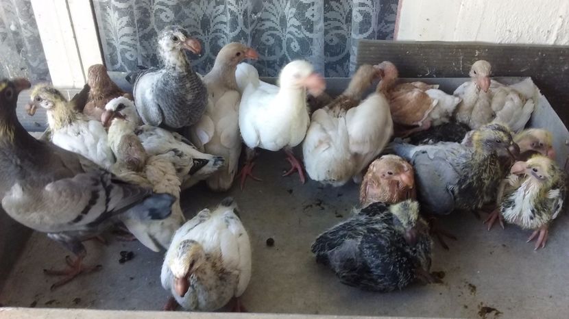  - Pui voiajori germani 2017