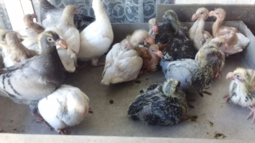  - Pui voiajori germani 2017