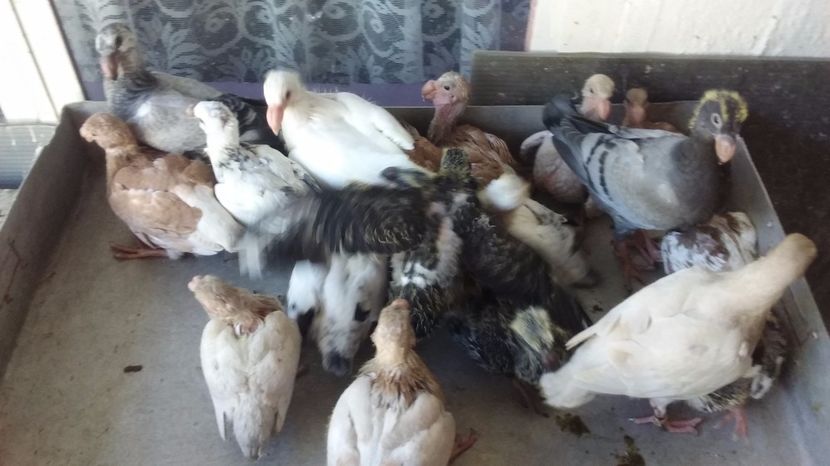  - Pui voiajori germani 2017