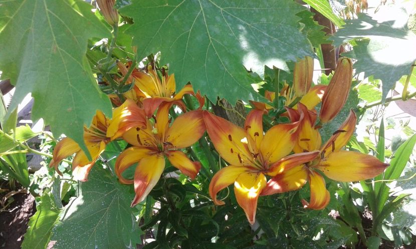  - IN GRADINA