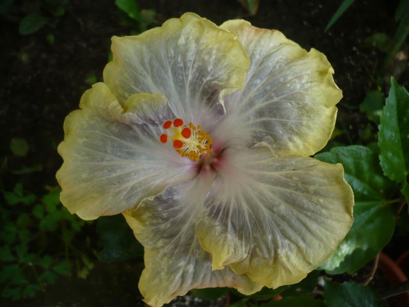 P1330120 - HIBISCUSI 2017-2
