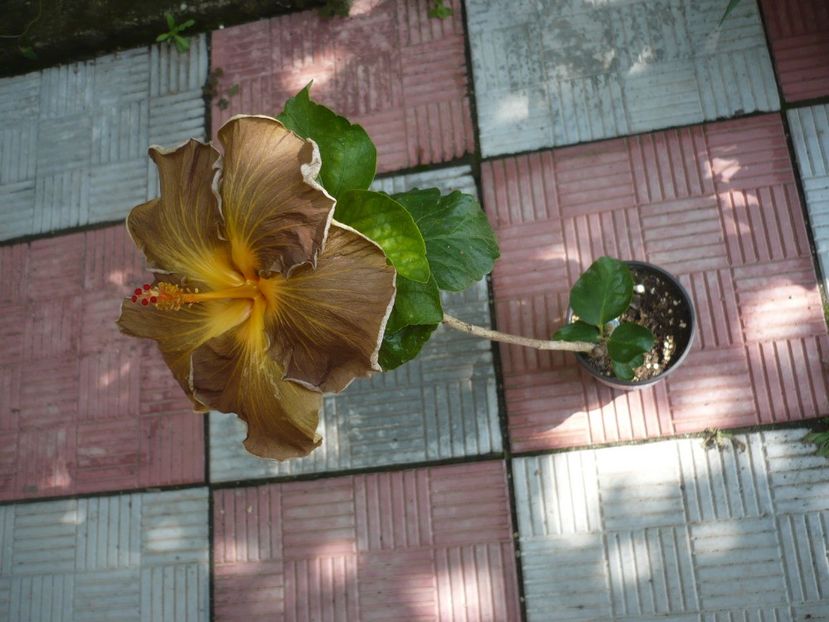 P1330133 - HIBISCUSI 2017-2