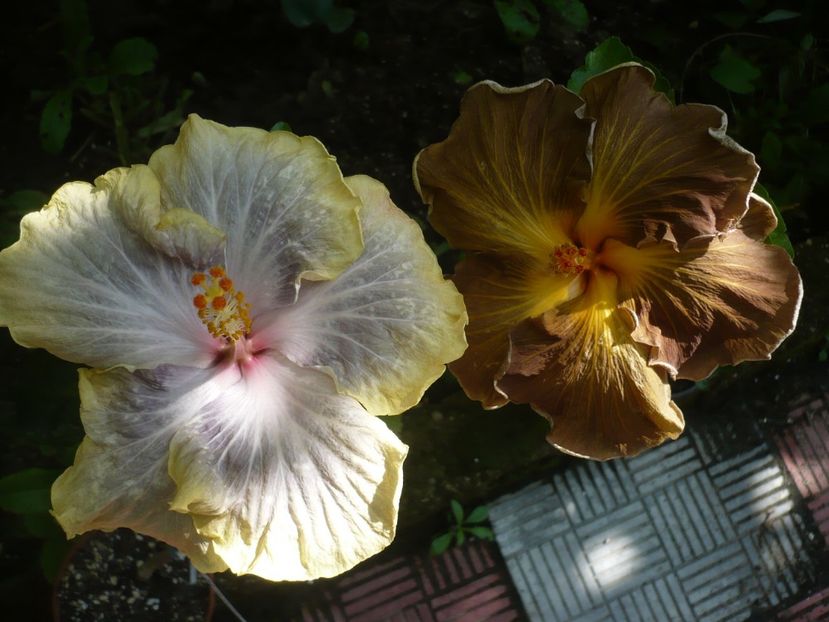 P1330140 - HIBISCUSI 2017-2