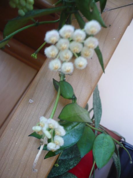 P1330112 - HOYA 2017