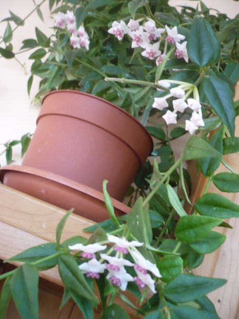 P1330115 - HOYA 2017