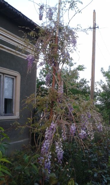 Glicinia - A Flori in curte 2017