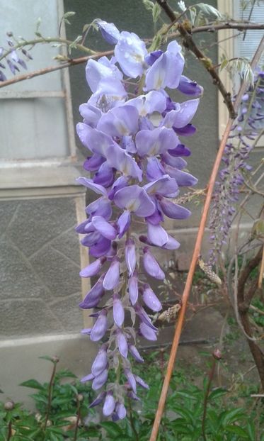  - A Flori in curte 2017