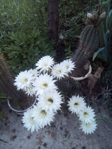  - FLORI DE CACTUSI