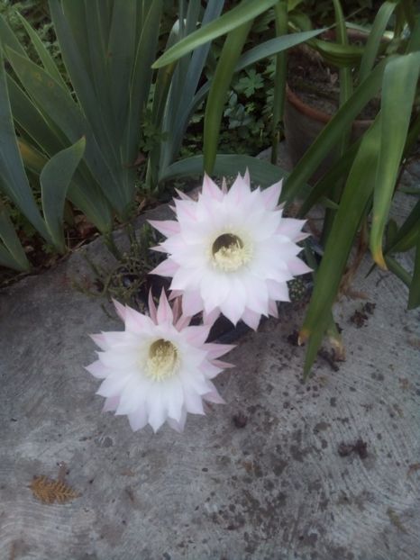  - FLORI DE CACTUSI