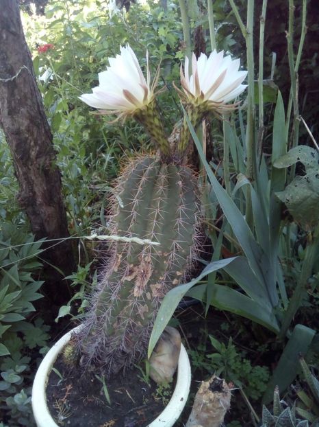  - FLORI DE CACTUSI