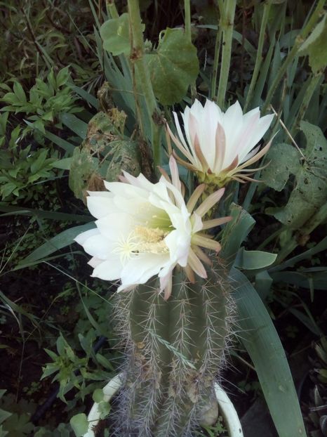  - FLORI DE CACTUSI