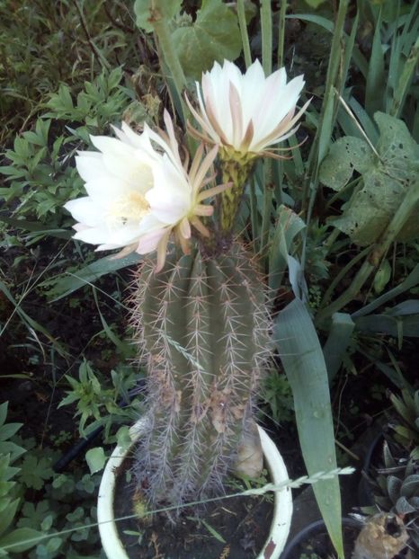  - FLORI DE CACTUSI