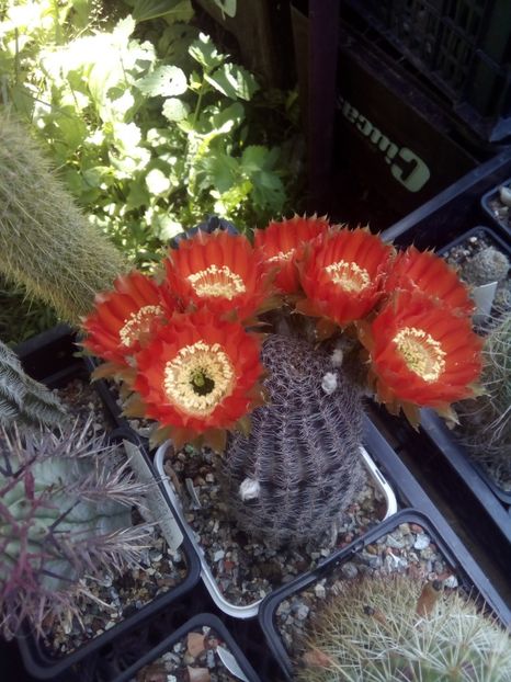  - FLORI DE CACTUSI