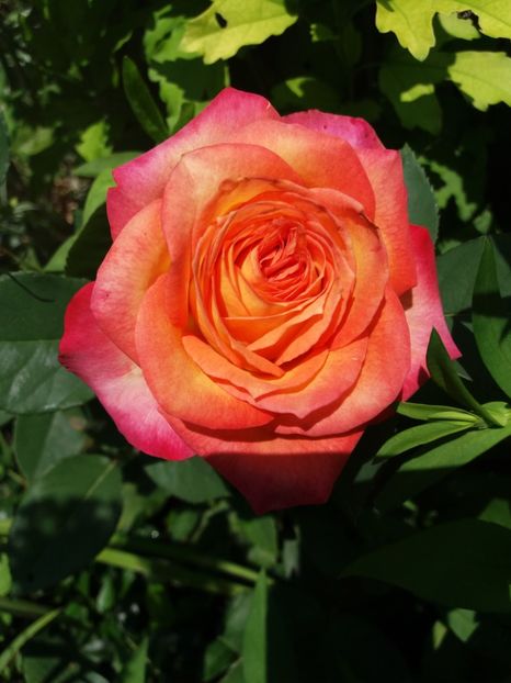 Nr.65 - Trandafiri 2017