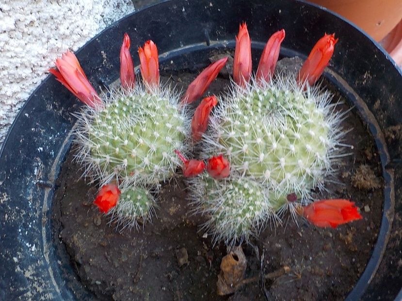  - CACTUSI si SUCULENTE