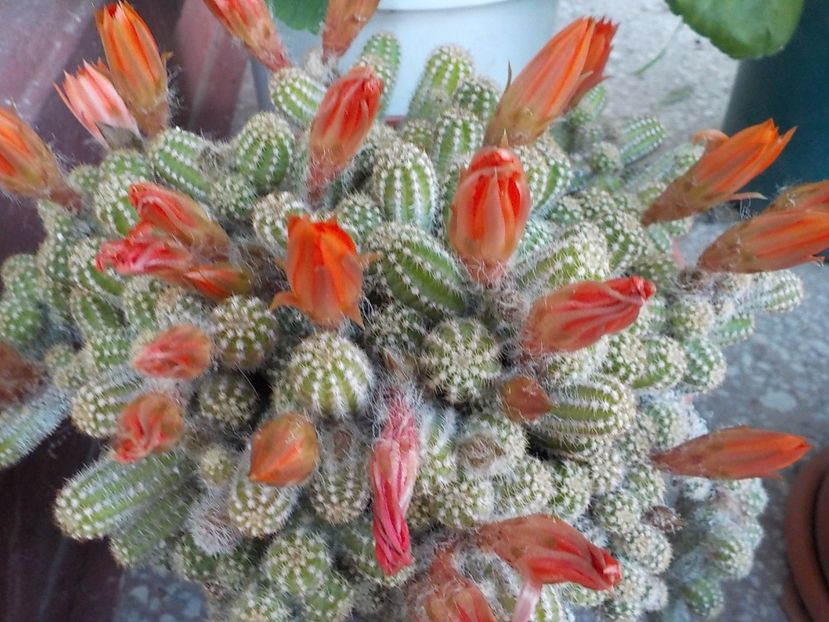  - CACTUSI si SUCULENTE