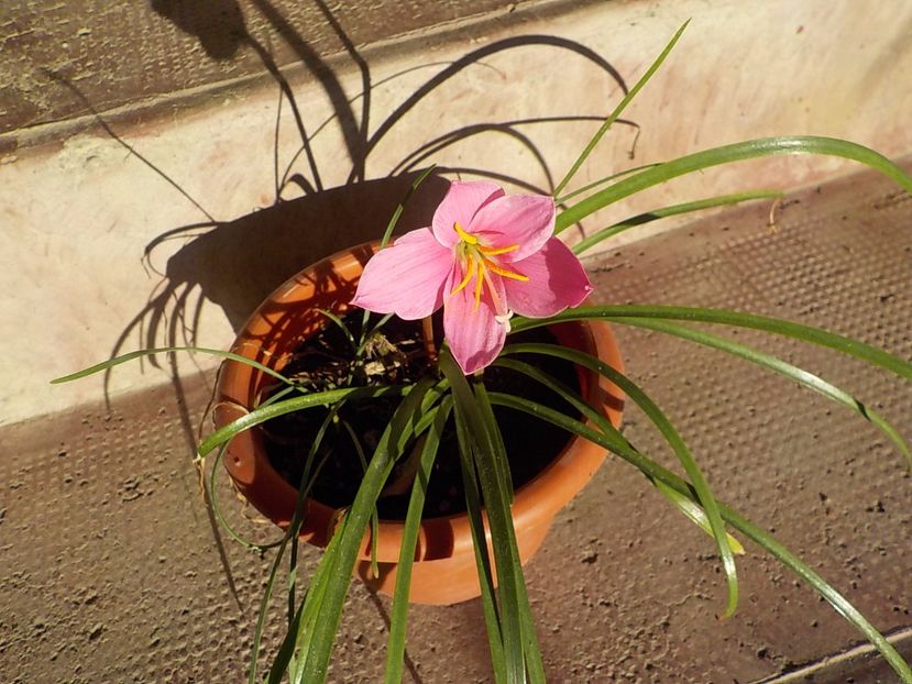  - zephiranthes