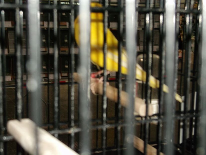 Picture 5367 - CANARI 2017 - DE VANZARE