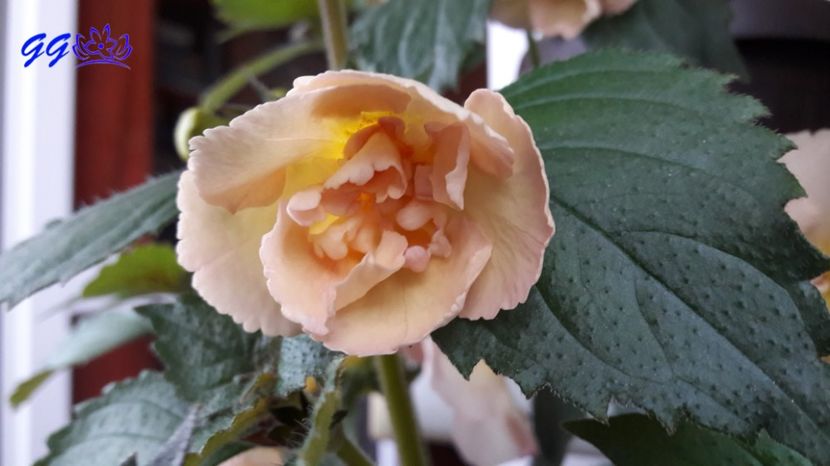  - Yellow English Rose