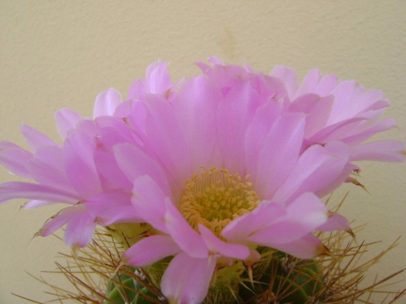Acanthocalycium spiniflorum f. violaceum - Cactusi 2017 bis