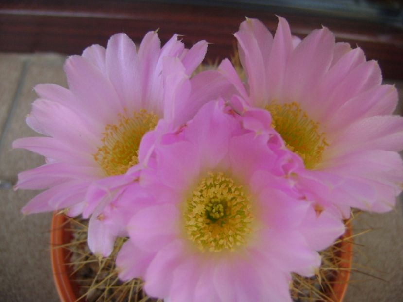 Acanthocalycium spiniflorum f. violaceum - Cactusi 2017 bis